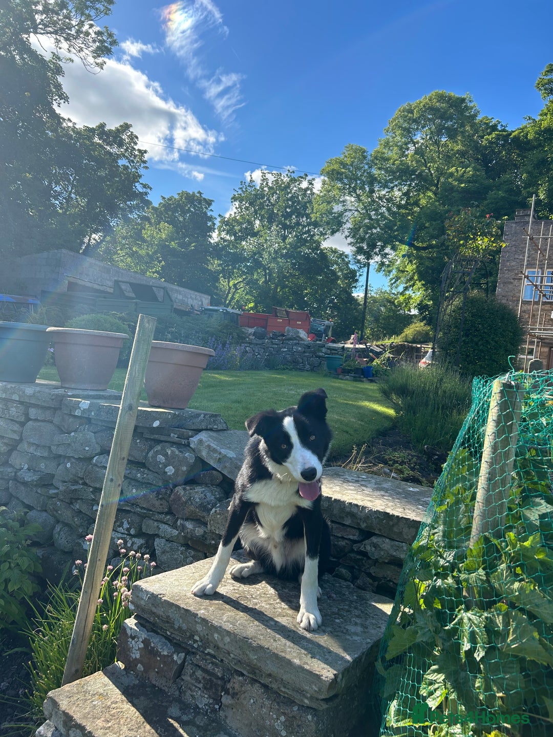 Border Collie dogs for sale: dog for sale - Image 2