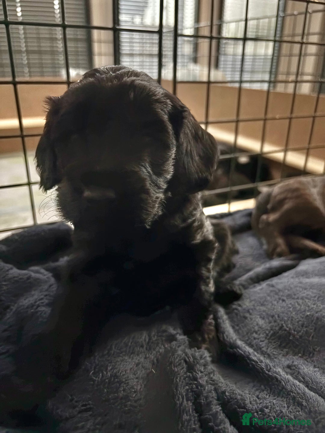 Cockapoo dogs for sale: Super cute cockapoo puppies 🥰 - Advert 6