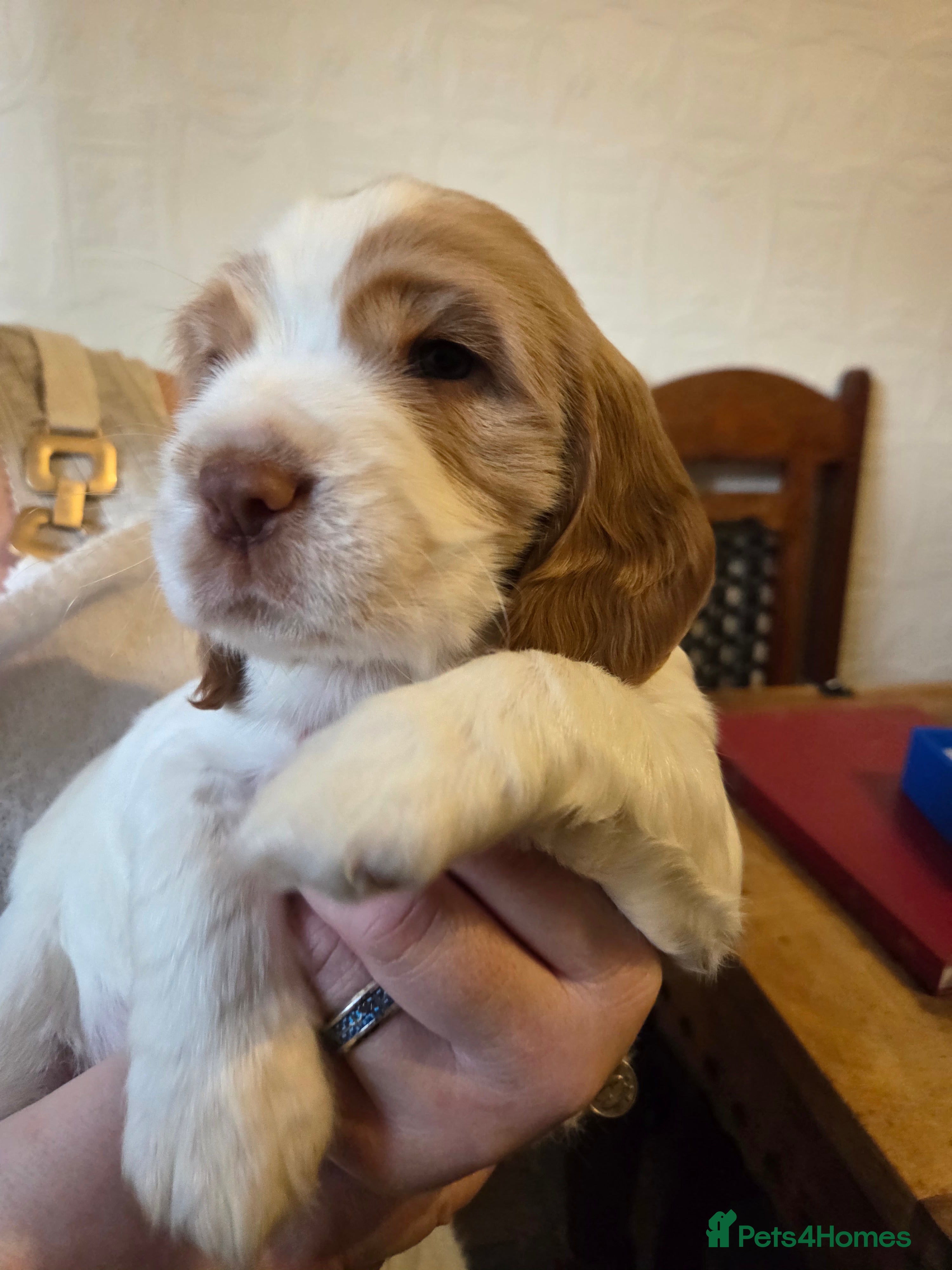 Sprocker dogs Beautiful Sprocker Puppies - Advert 5