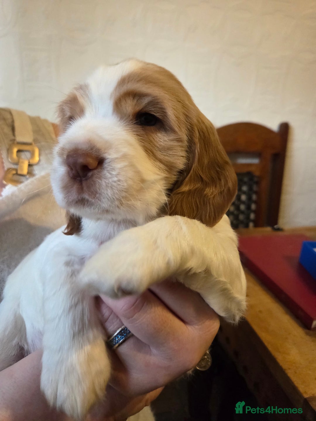 Sprocker dogs for sale: Beautiful Sprocker Puppies - Advert 1