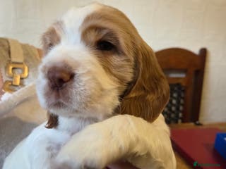 Sprocker dogs Beautiful Sprocker Puppies - Advert 2