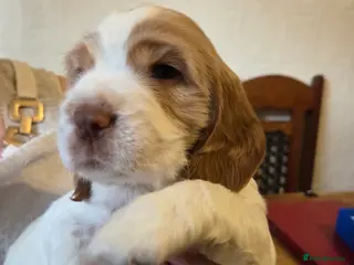 Sprocker dogs Beautiful Sprocker Puppies - Advert 17