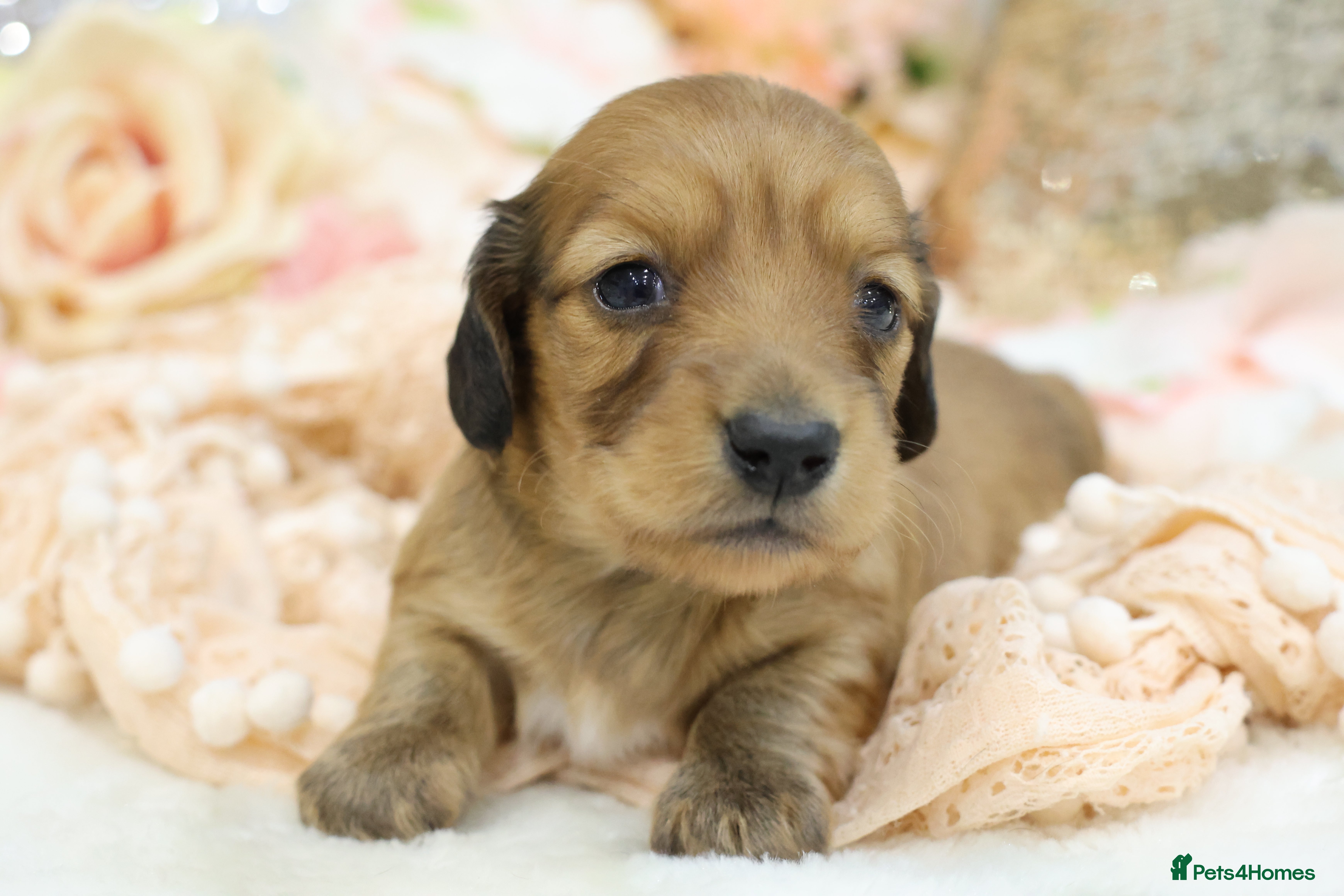 Miniature Dachshund dogs KC Miniature Dachshund Longhair Puppies - Advert 4