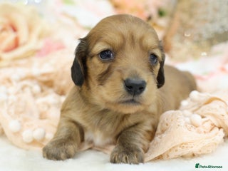 Miniature Dachshund dogs KC Miniature Dachshund Longhair Puppies - Advert 4