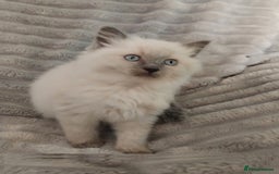 Ragdoll cats for sale: Top quality pure-bred Rag-dolls sweeties - Image 1