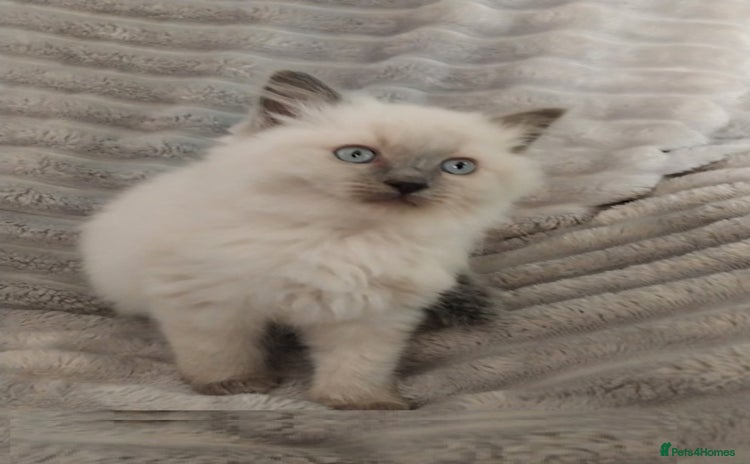 Ragdoll cats - Advert 3