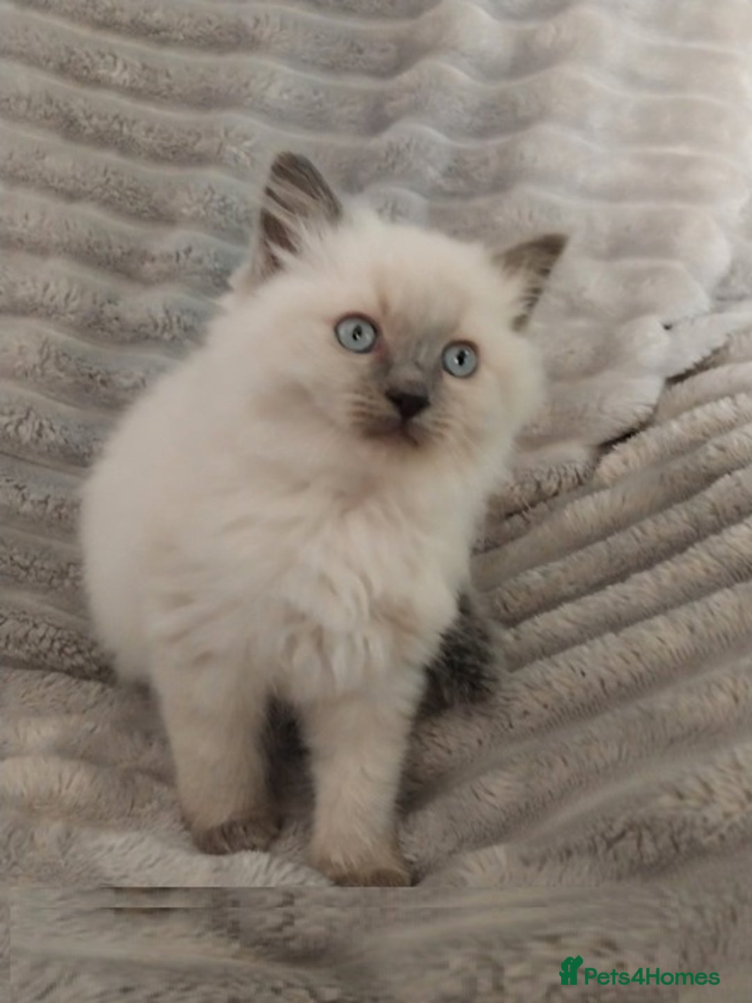 Ragdoll cats for sale: Top quality pure-bred Rag-dolls sweeties - Image 1