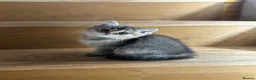 British Shorthair cats for sale: Ready to go! in Pontefract - Advert 5