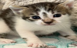 Mixed Breed cats for sale: Last half bengal baby boy 💕 - Image 13