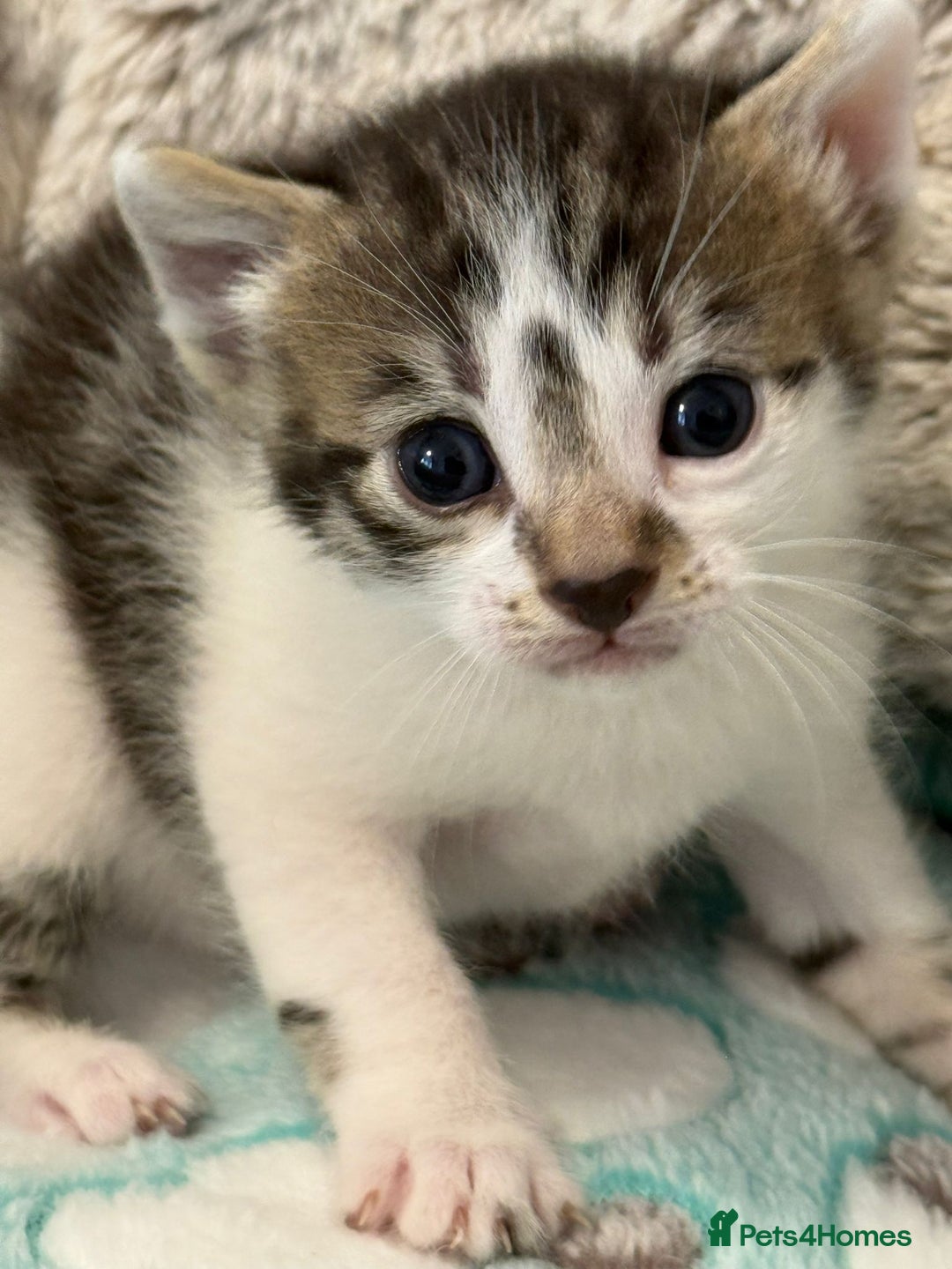 Mixed Breed cats for sale: Last half bengal baby boy 💕 - Image 13