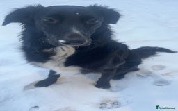 Mixed Breed dogs for sale: German Shepherd x Collie Mix Puppies for sale - Image 5