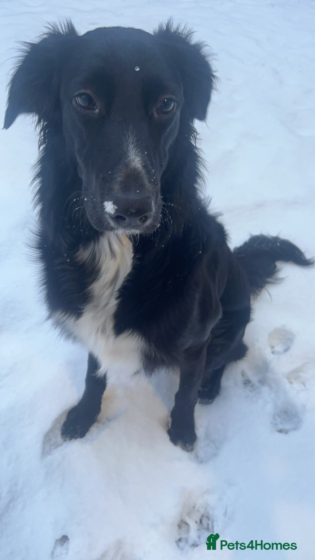 Mixed Breed dogs for sale: German Shepherd x Collie Mix Puppies for sale - Image 5