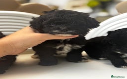 Maltipoo dogs for sale: Adorable Maltipoo Puppies - Image 8
