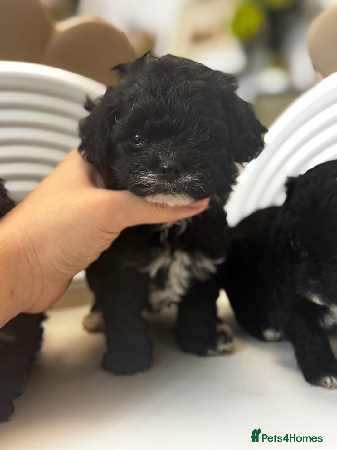 Maltipoo dogs for sale: Adorable Maltipoo Puppies - Image 8