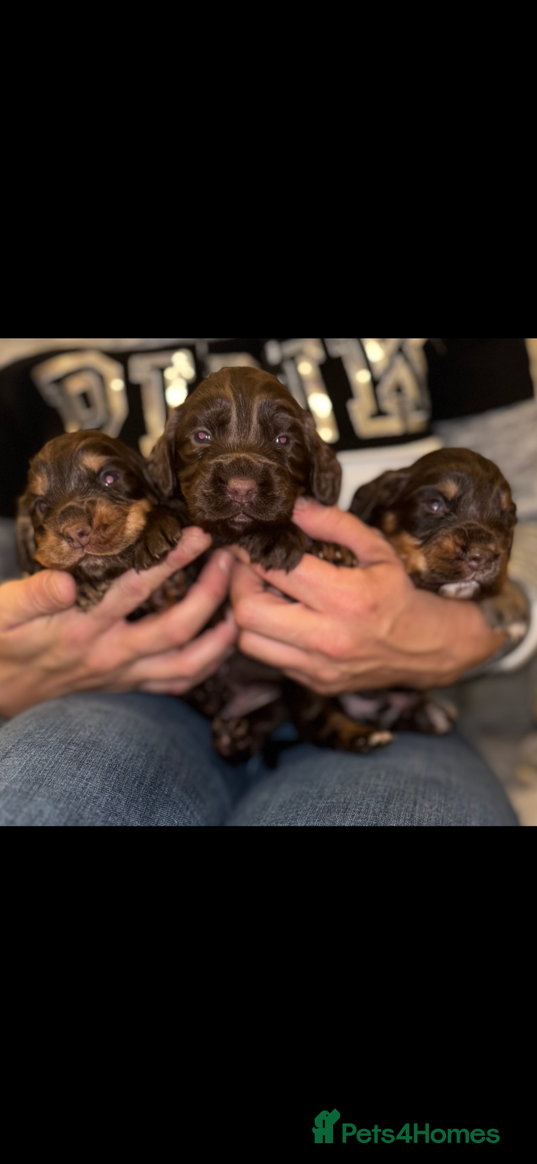 Cocker Spaniel dogs for sale: Working Cocker spaniels for sale  - Image 8
