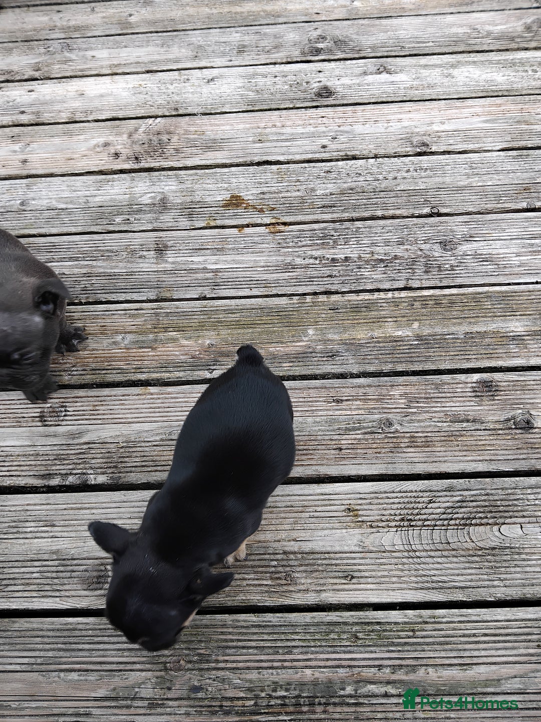French Bulldog dogs for sale: French bulldogs puppys in Nottingham - Image 2