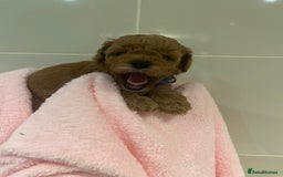 Cavapoo dogs for sale: 5⭐️ F1B Cavapoo’s - Image 19