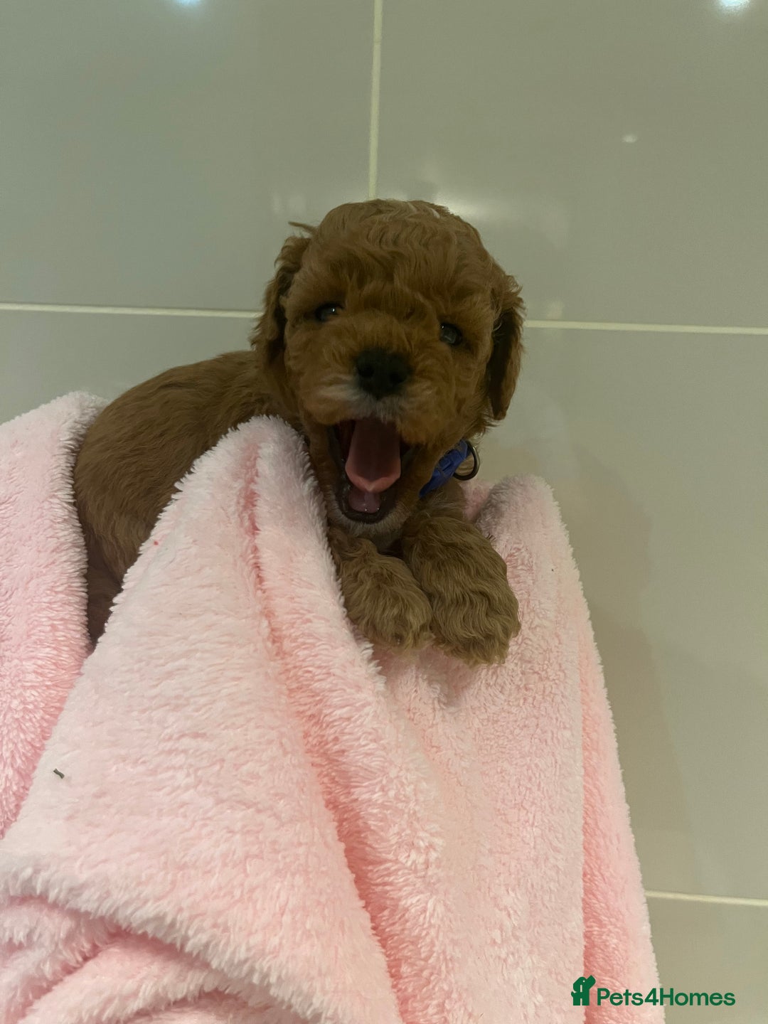 Cavapoo dogs for sale: 5⭐️ F1B Cavapoo’s - Image 19