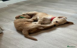 Goldendoodle dogs for sale: F1B Goldendoodle Puppies from a Therapy Dog - Image 7