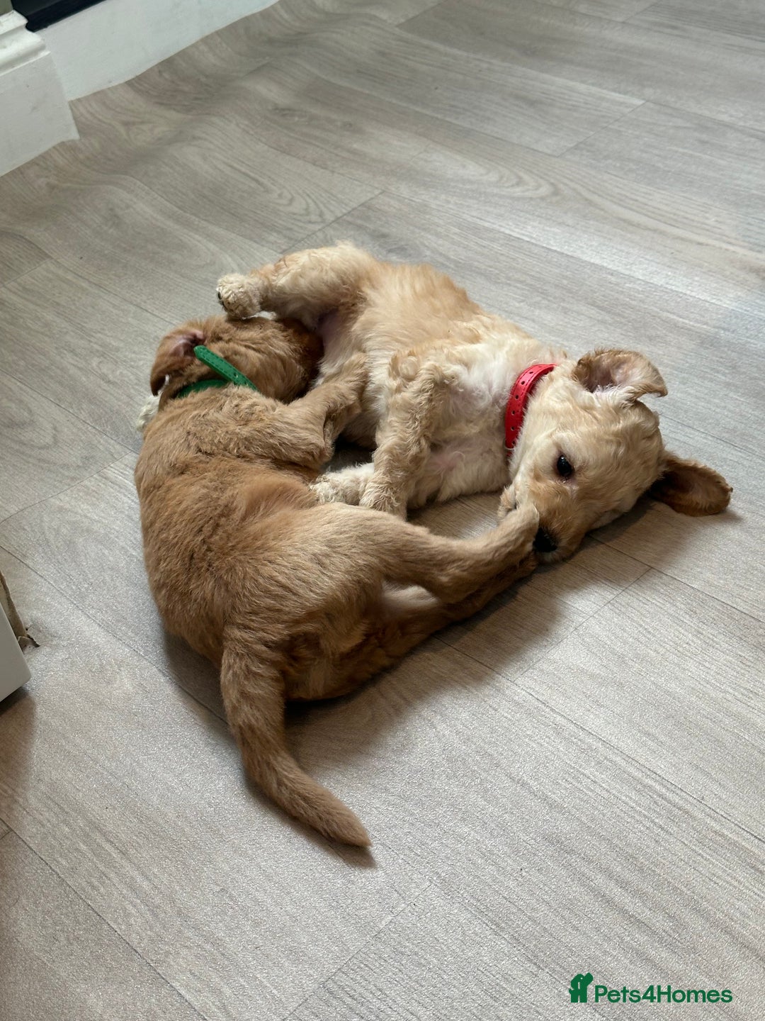Goldendoodle dogs for sale: F1B Goldendoodle Puppies from a Therapy Dog - Image 7