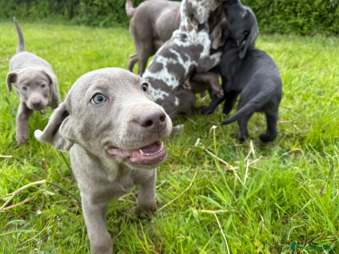 Labrador Retriever dogs for sale: Labrador Retriever Pups – Merle, Silver & Charcoal - Advert 10