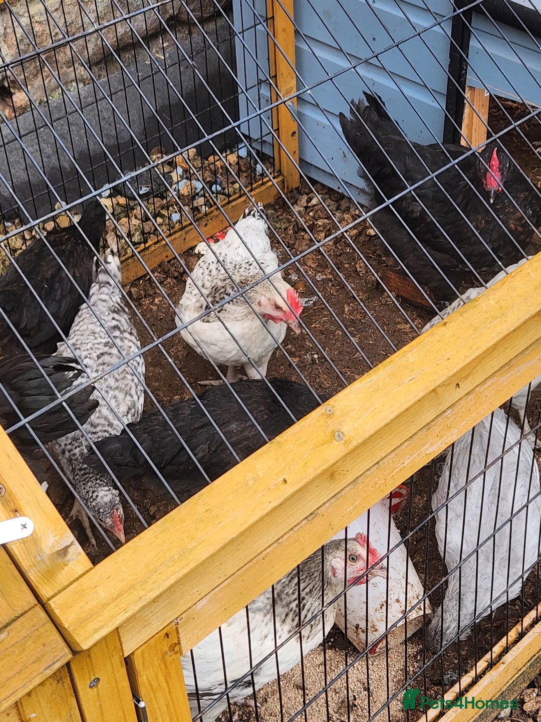 Chickens poultry for sale: A selection of different cockerels  - Image 2