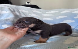 English Bulldog dogs for sale: Self Whelped Healthy English bulldog Babies❤️🤍 - Image 27