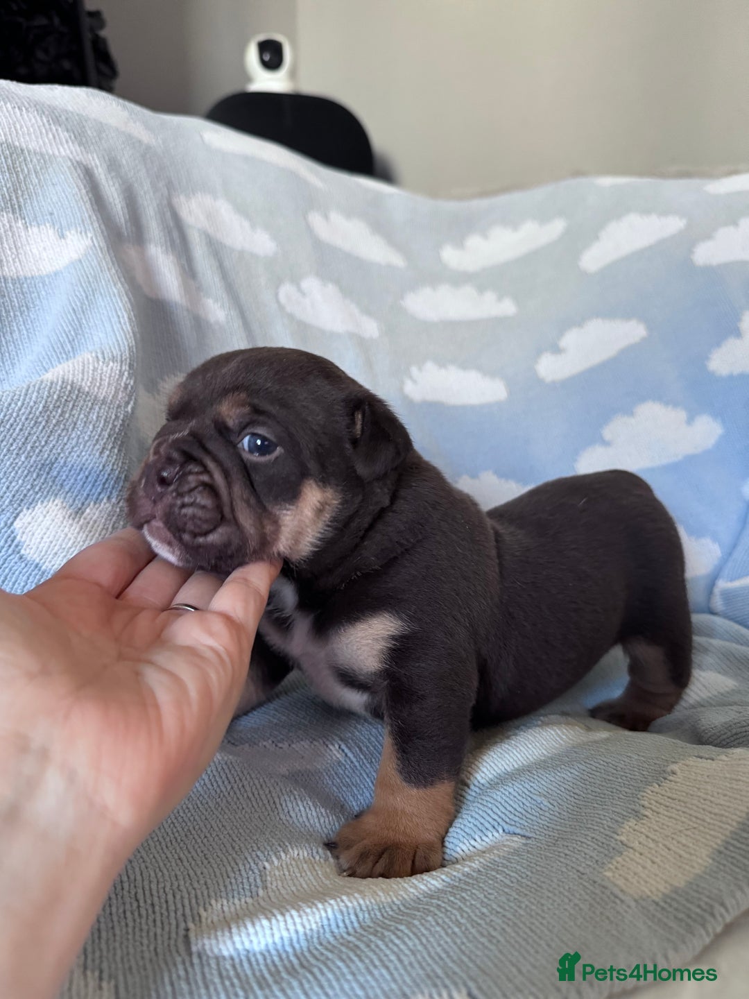 English Bulldog dogs for sale: Self Whelped Healthy English bulldog Babies❤️🤍 - Image 27