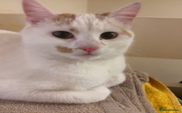 Bengal cats for sale: Half bengal half tabby kittens for good home - Image 5