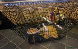 Budgerigars birds for sale: Pair of budgies with cage and toys  - Image 4