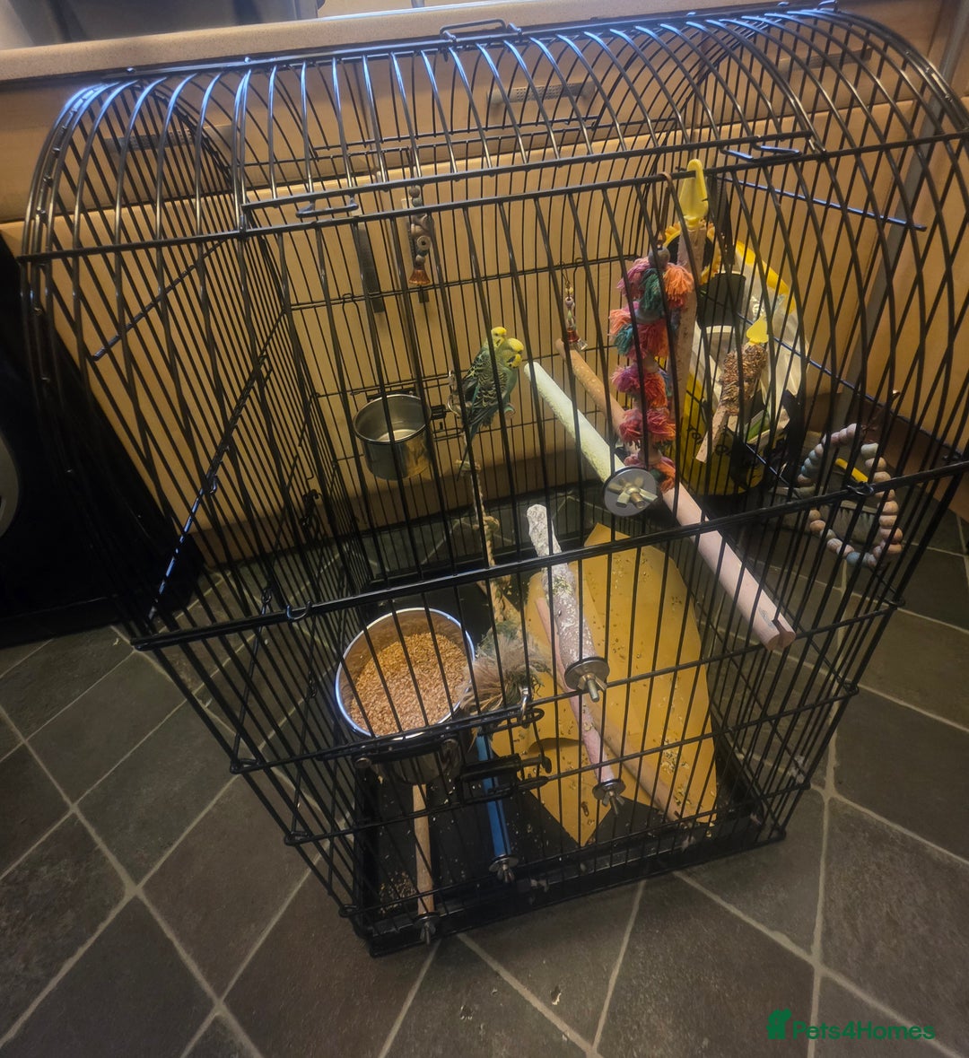 Budgerigars birds for sale: Pair of budgies with cage and toys  - Image 4