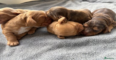 Cocker Spaniel dogs Exceptionally Beautiful Show Cockers  - Advert 5