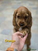 Cocker Spaniel dogs Cocker Spaniel Puppies 🐾 - Advert 9