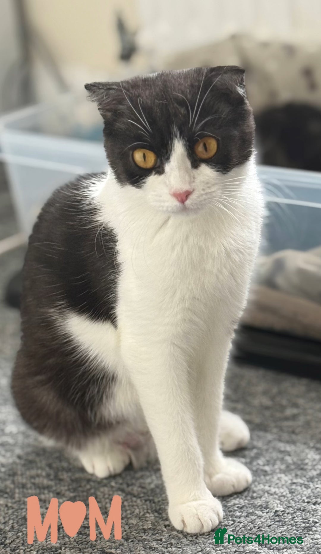 Scottish Fold cats for sale: ScottFord and British longhair  - Image 6
