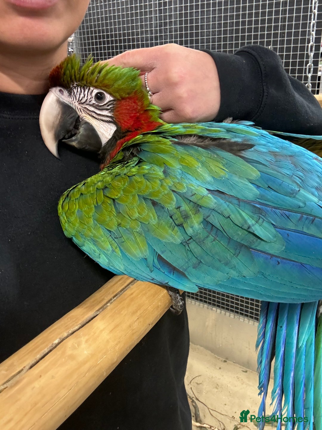Macaws birds for sale: Gorgeous Harlequin baby handreared macaw - Image 5