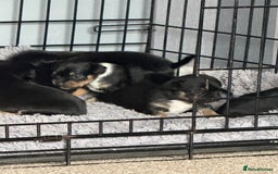 Mixed Breed dogs for sale: Beautiful Jack X Chihuha litter  - Image 10