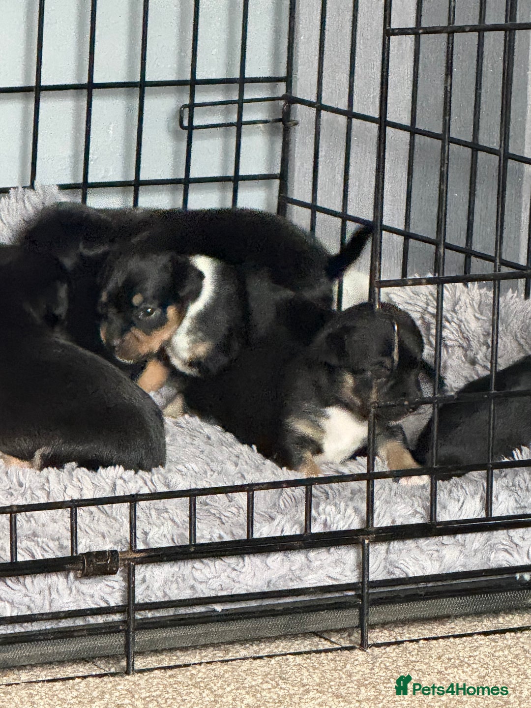 Mixed Breed dogs for sale: Beautiful Jack X Chihuha litter  - Image 10