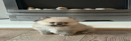 Pomeranian dogs for sale: Teddy Bear Pomeranians  - Advert 7