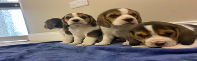 Beagle 7