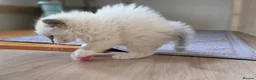 Ragdoll cats for sale: Gorgeous Ragdoll ready to leave 11 July - Advert 28