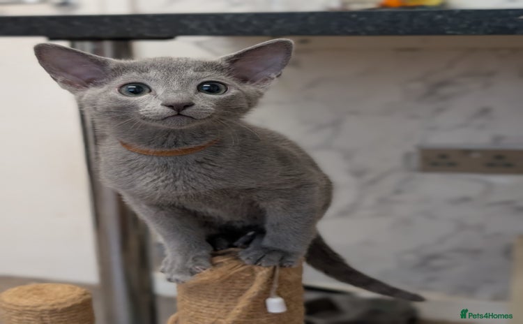 Russian Blue cats - Advert 13