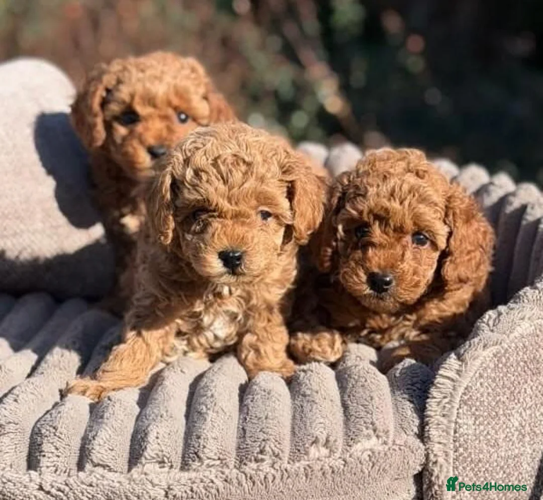 Maltipoo dogs for sale: Angelic Maltipoo Puppies with Playful Spirits in Huddersfield - Advert 2
