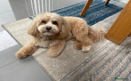 Maltipoo dogs for sale: Wait List Open F1 Genuine Toy Maltipoo - Image 6