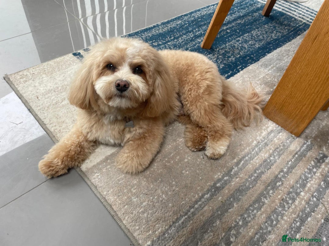 Maltipoo dogs for sale: Wait List Open F1 Genuine Toy Maltipoo - Image 6
