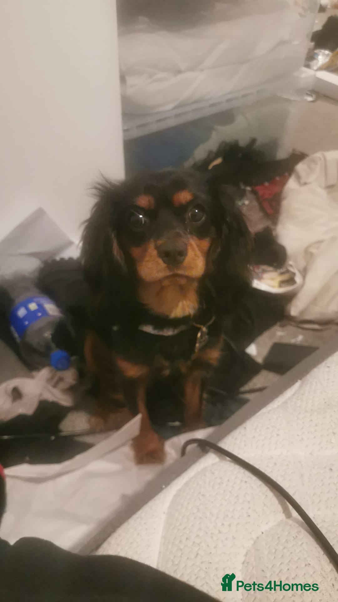 Cavalier King Charles Spaniel dogs Beloved Treacle needs a loving new home - Advert 8