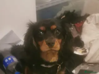 Cavalier King Charles Spaniel dogs Beloved Treacle needs a loving new home - Advert 4