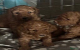 Cockapoo dogs for sale: Cockapoo puppies in Preston - Image 6