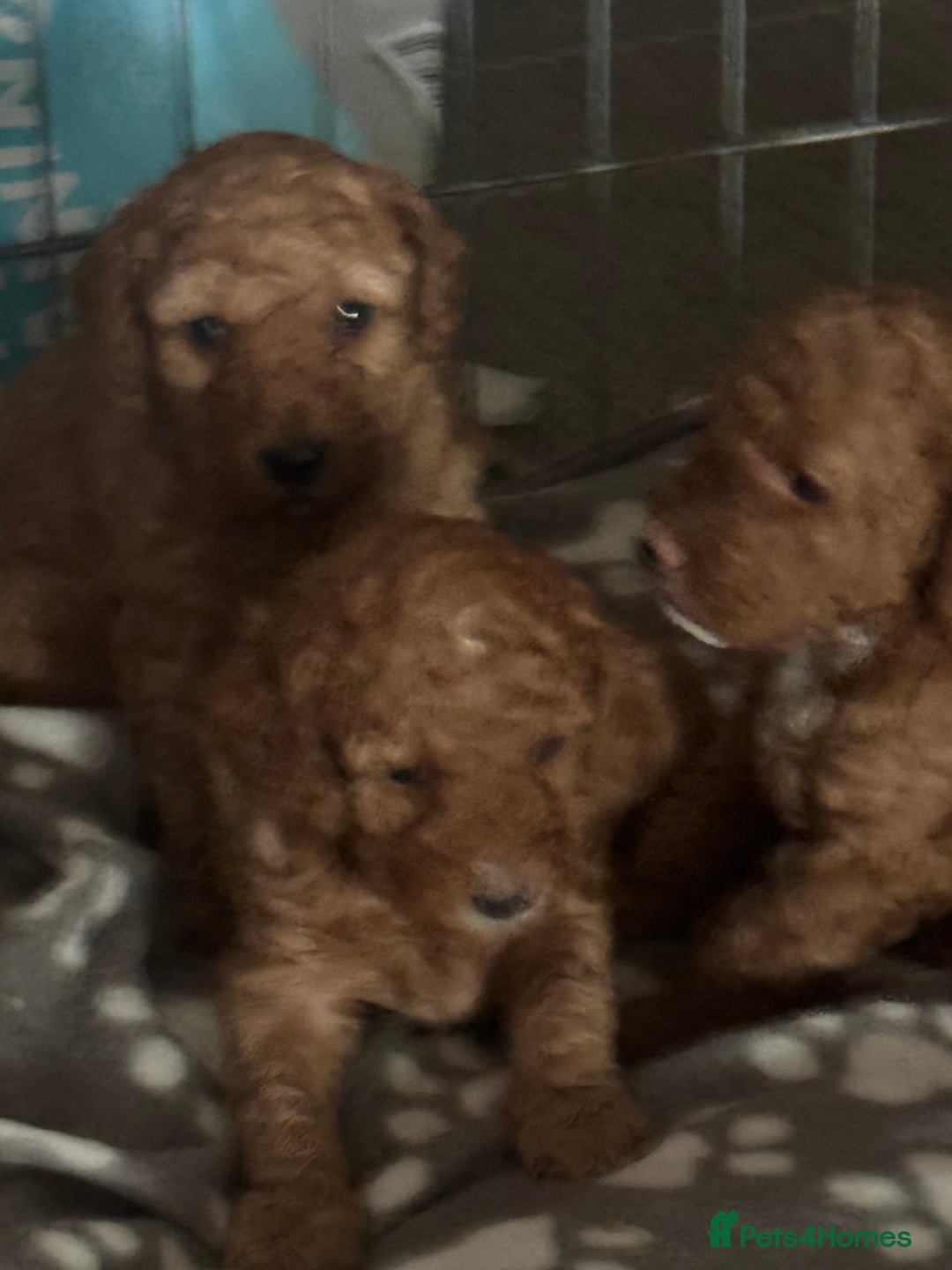 Cockapoo dogs for sale: Cockapoo puppies in Preston - Image 6