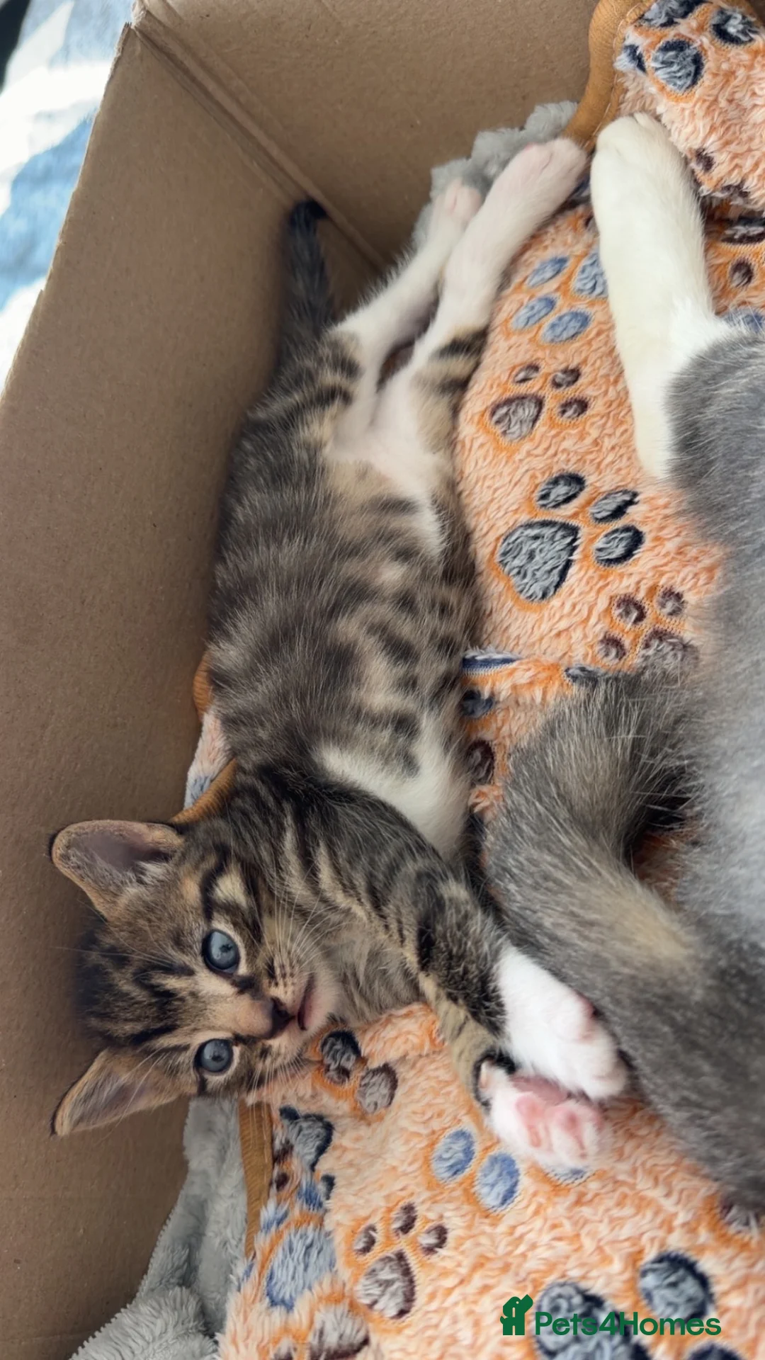Domestic Shorthair cats for sale: Male tabby for sale - Advert 2