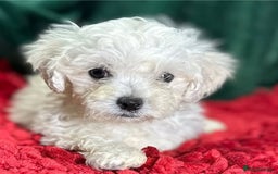 Bichon Frise dogs for sale:  Pure Breed Bichon Puppies for sale - Image 4